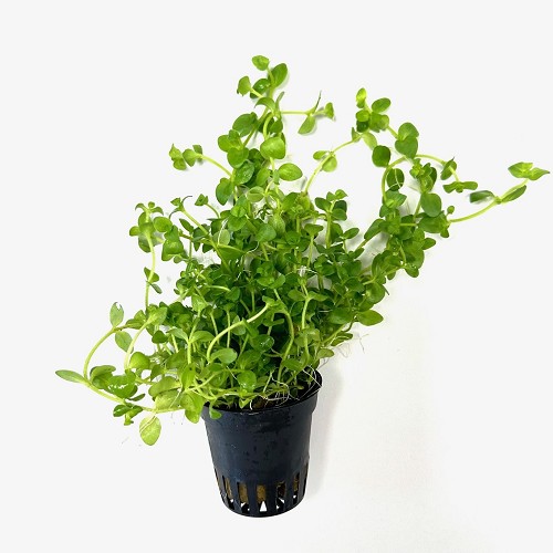 Bacopa australis en pot